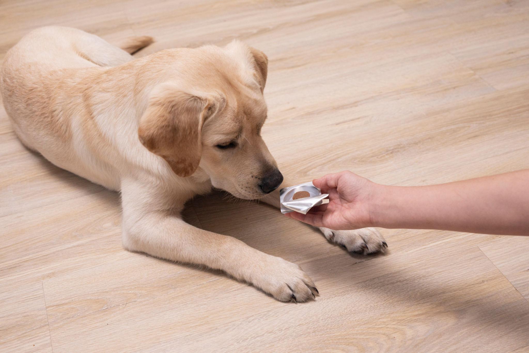 Farmacia veterinaria en Gràcia